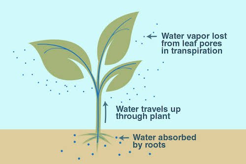 trasporto acqua radici foglie
