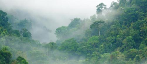 umidità nella foresta tropicale