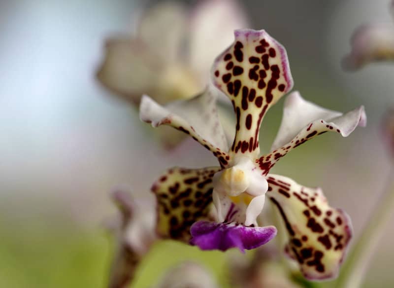 Fiore di orchidea Vanda