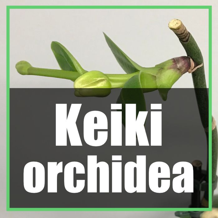 Keiki orchidea cos'è e come si cura