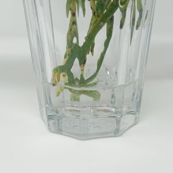 Sottile strato di acqua nel vaso dell'orchidea
