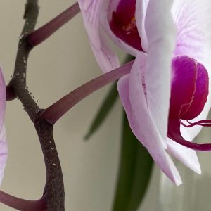 goccioline appiccicose su stelo di orchidea