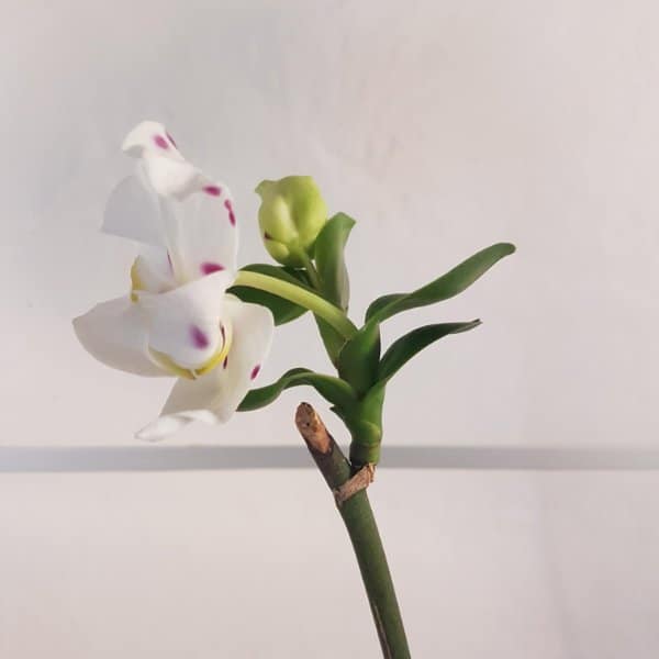 keiki fiorito di orchidea