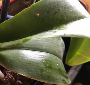 malattie orchidee foglie appiccicose