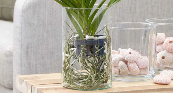 orchidea vanda in vaso di vetro