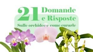orchidee come curarle 21 domande e risposteorchidee come curarle 21 domande e risposte
