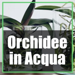 Come coltivare l'orchidea in acqua