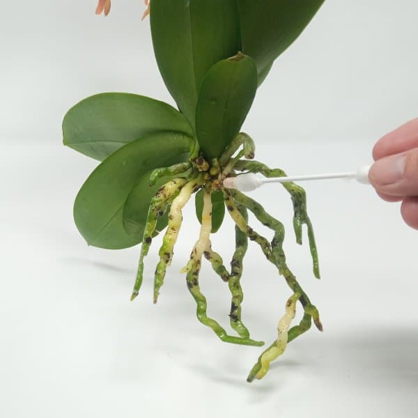 pizzico di cannella sui tagli della phalaenopsis