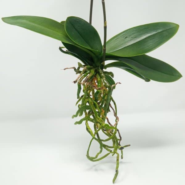 radici di orchidea phalaenopsis pulite