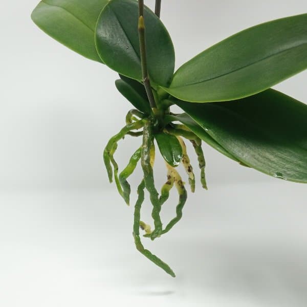 radici di phalaenopsis dopo la potatura