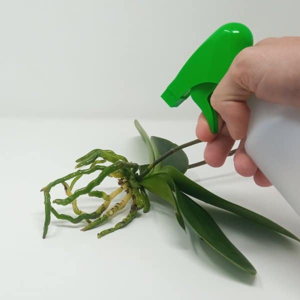sterilizza le radici dell'orchidea con acqua ossigenata