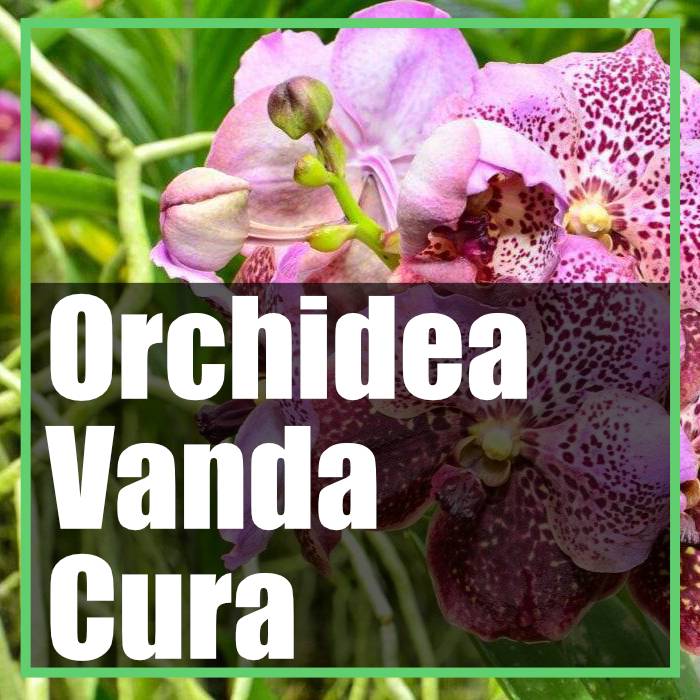 Orchidea Vanda appesa cure colturali e come coltivarla