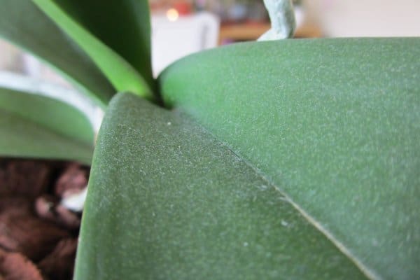 Pulizia foglie orchidea dalla polvere