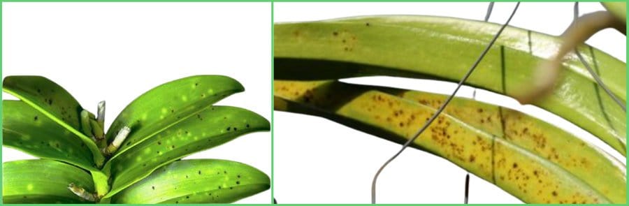 macchie di Cercospora su foglie di orchidea