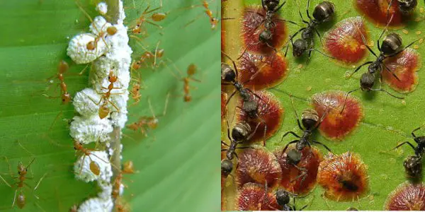 simbiosi tra cocciniglie e formiche