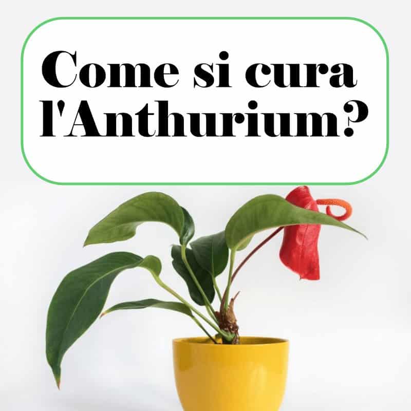 Anthurium Andraeanum cure