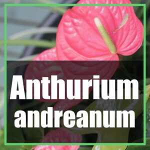 Anthurium andreanum cura e coltivazione