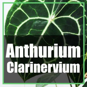 Anthurium clarinervium cura e coltivazione