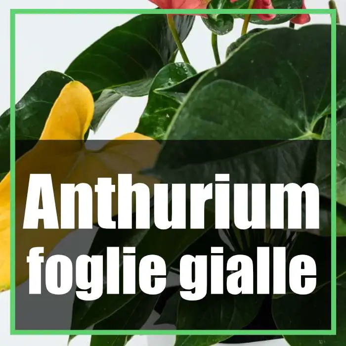 Anthurium foglie gialle