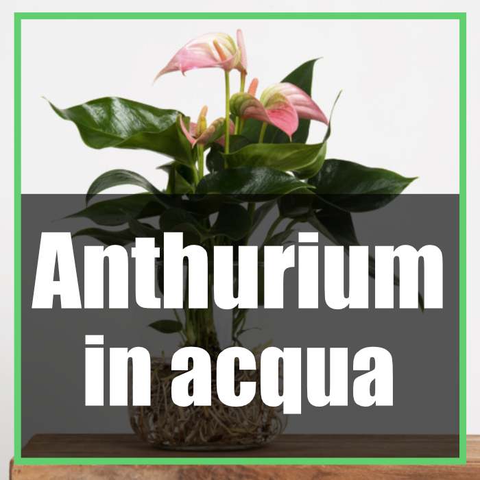 Anthurium in acqua idrocoltura o idroponica