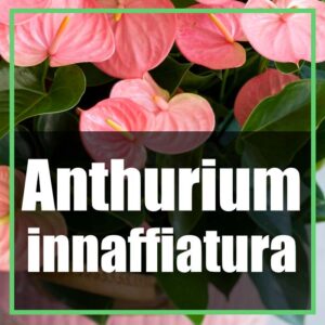 Come innaffiare l'Anthurium e concimare