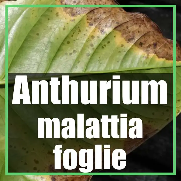 Anthurium malato malattia foglie