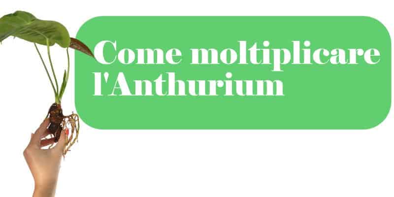 Come moltiplicare l'Anthurium