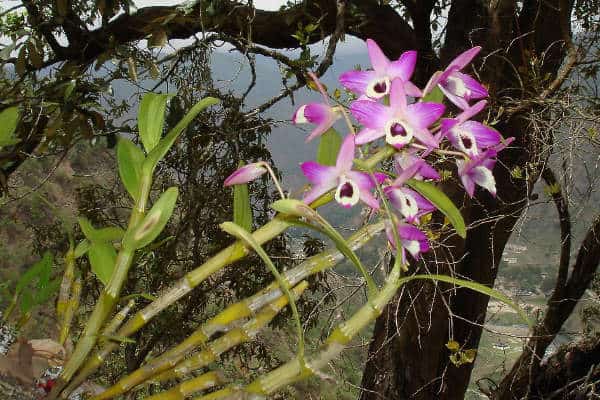 Dendrobium Nobile in natura