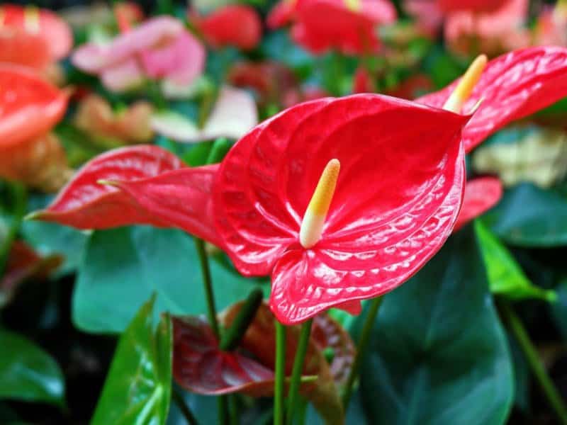 Fiore di Anthurium rosso