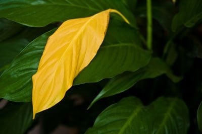 Spathiphyllum foglie gialle