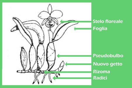 anatomia di un orchidea simpodiale