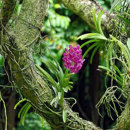 orchidea vanda in natura