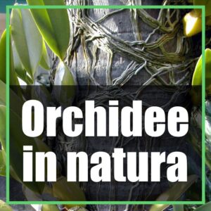 Orchidee in natura