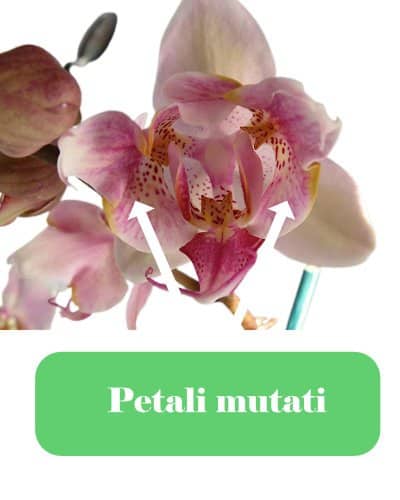 orchidee peloriche mutanti