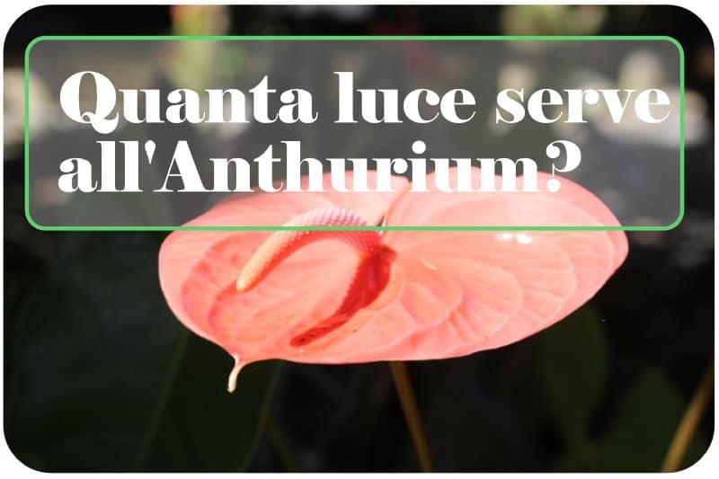 quanta luce serve all'Anthurium