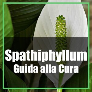 Spathiphyllum spatifillo cura e coltivazione in casa