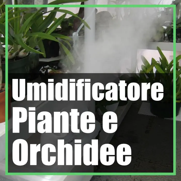Miglior umidificatore per piante tropicali e orchidee