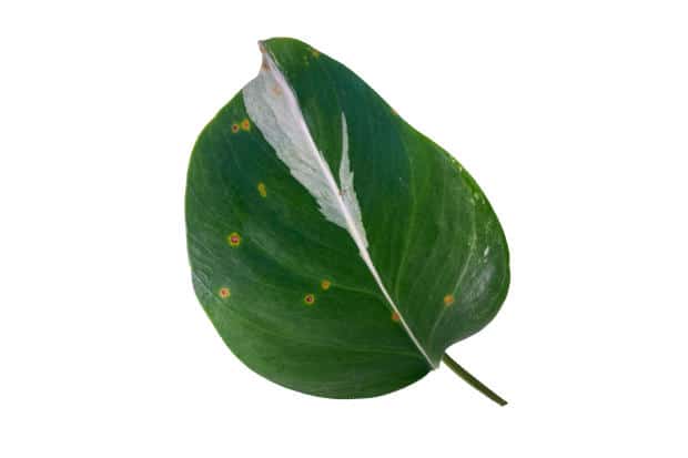 macchie marroni su foglie di monstera variegata