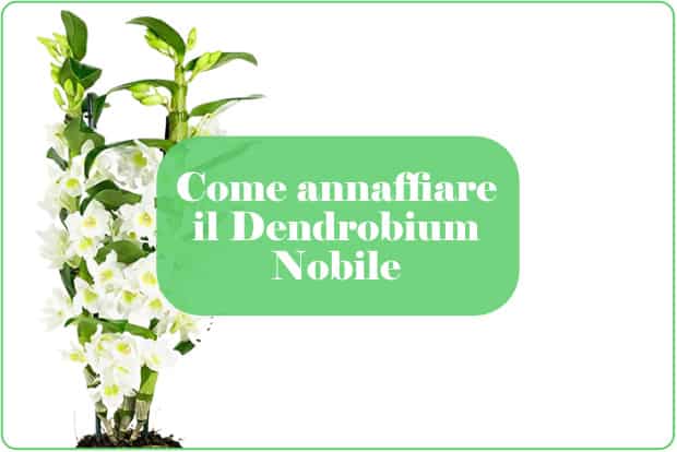 Dendrobium Nobile come annaffiare