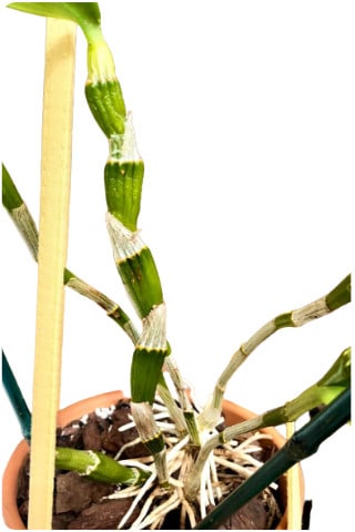Diradare le annaffiature del Dendrobium Nobile durante il riposo vegetativo