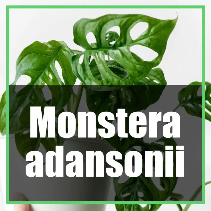Monstera adansonii monkey mask cura e coltivazione
