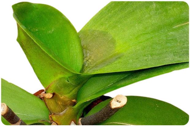come far riprendere un'orchidea con foglie marce