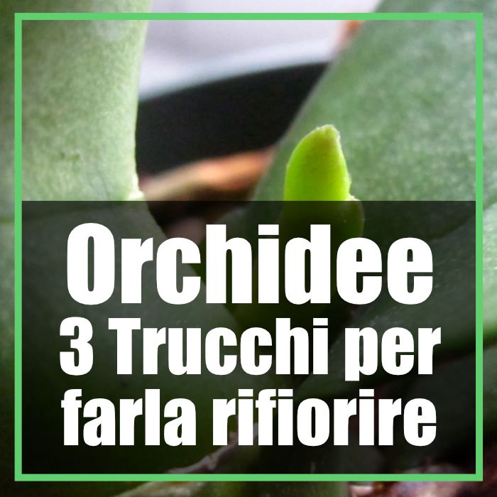 orchidee 3 trucchi per farle rifiorire