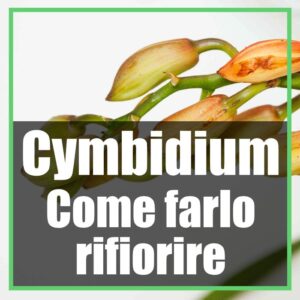 Cymbidium fioritura perchè non fiorisce e come farlo rifiorire