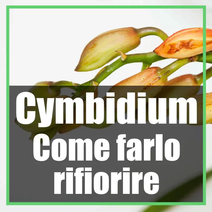 Cymbidium fioritura perchè non fiorisce e come farlo rifiorire