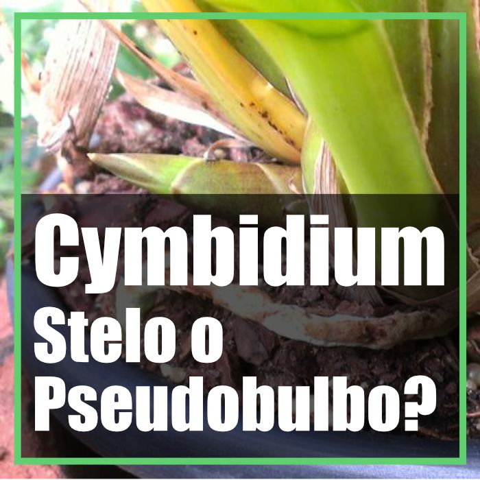 cymbidium getti floreali stelo o pseudobulbo