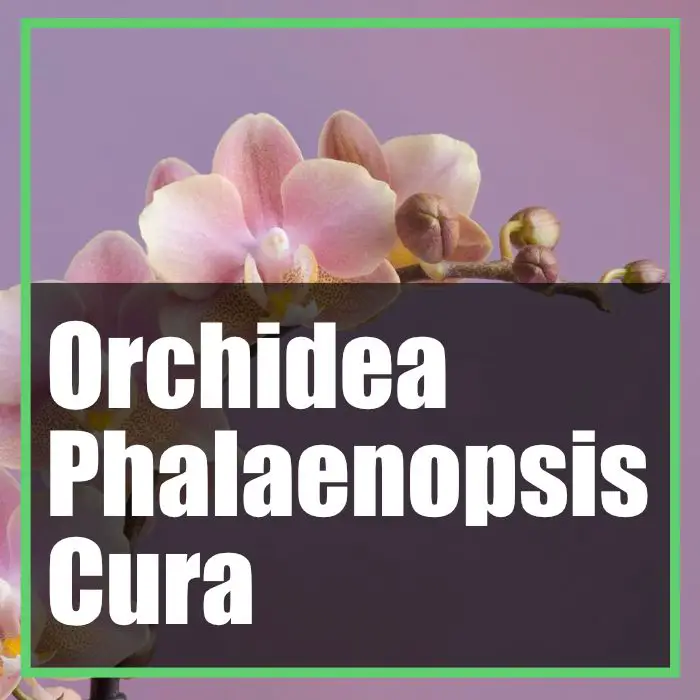 Come curare le orchidee Phalaenopsis - Guida