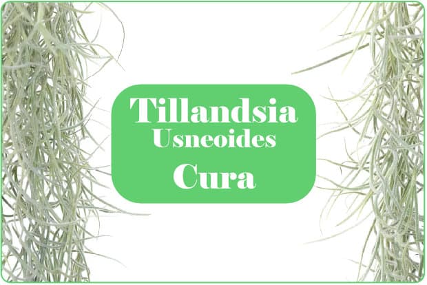 Tillandsia usneoides cura