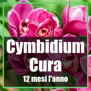Orchidea cymbidium cura e coltivazione
