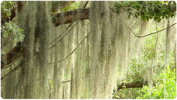 muschio spagnolo epifita in natura